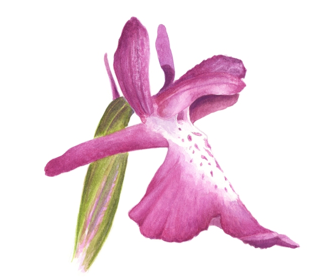 Orquídia de prat, Orchis palustris